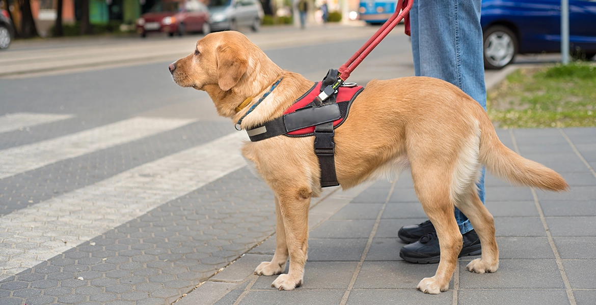 Respectful Interactions With Service Dogs - Vision Guide Dogs