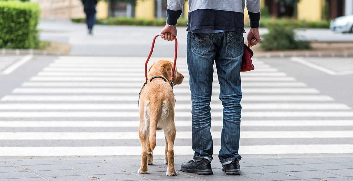 What Is A Service Dog? - Vision Guide Dogs