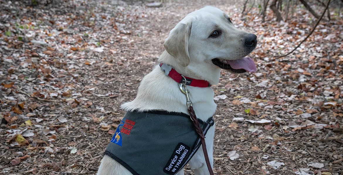 Zuke’s Story - Vision Guide Dogs