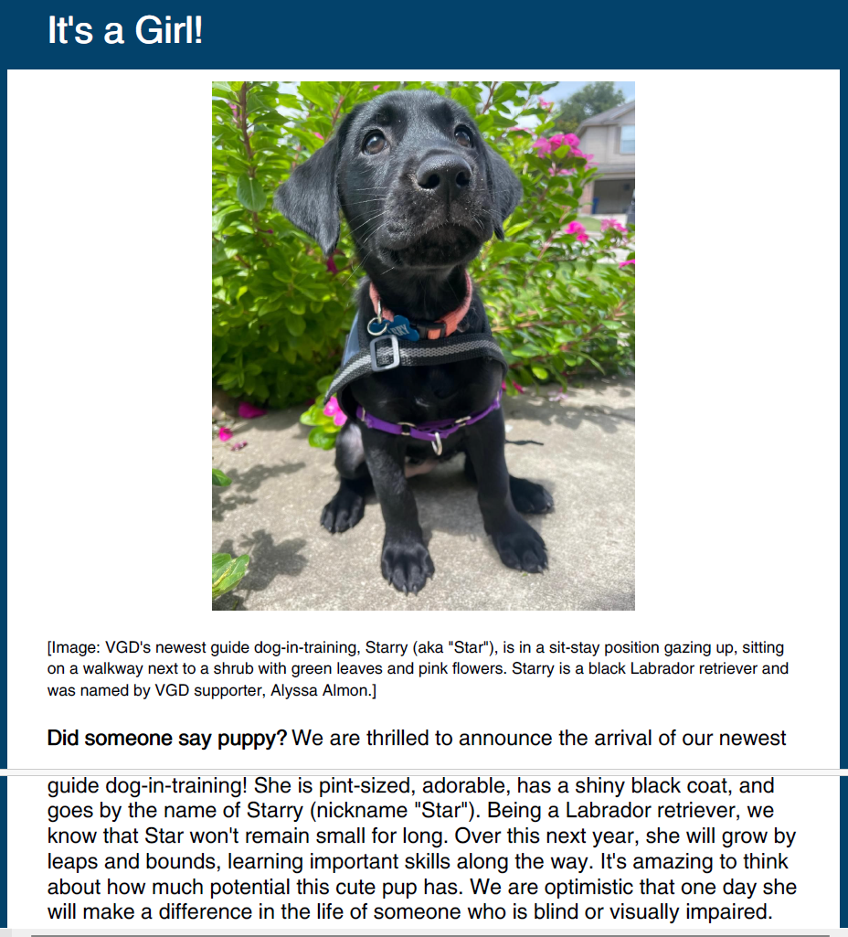 August 2024 Newsletter - Vision Guide Dogs